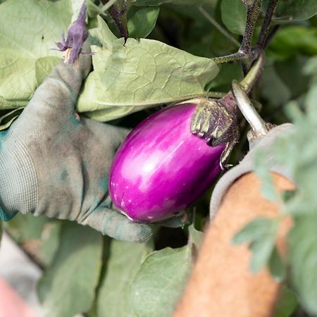 Гостьовий будинок Vigne Di Fagnano 1709 Eco Relais Санто-Стефано-Бельбо Екстер'єр фото